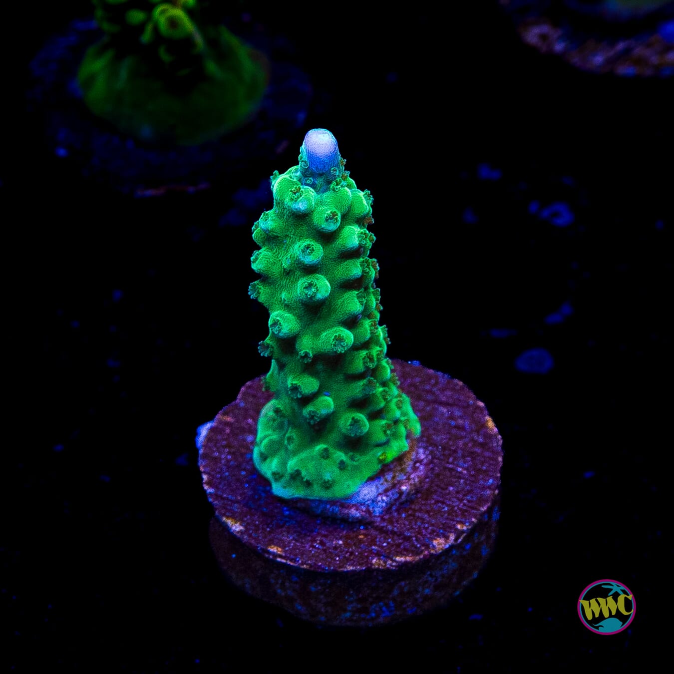 WWC Green Lightning Stag Acropora