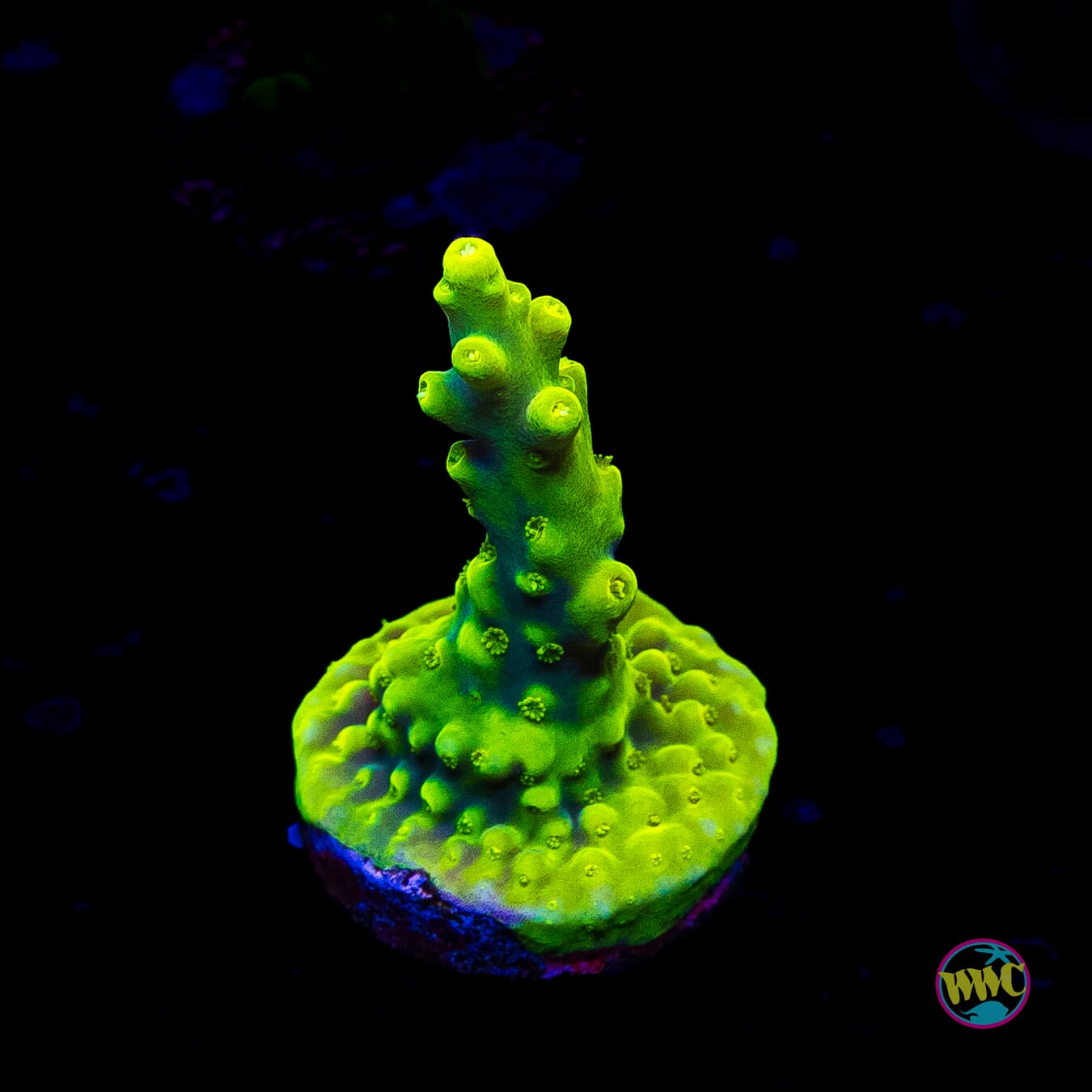 WWC Yodaz Acropora