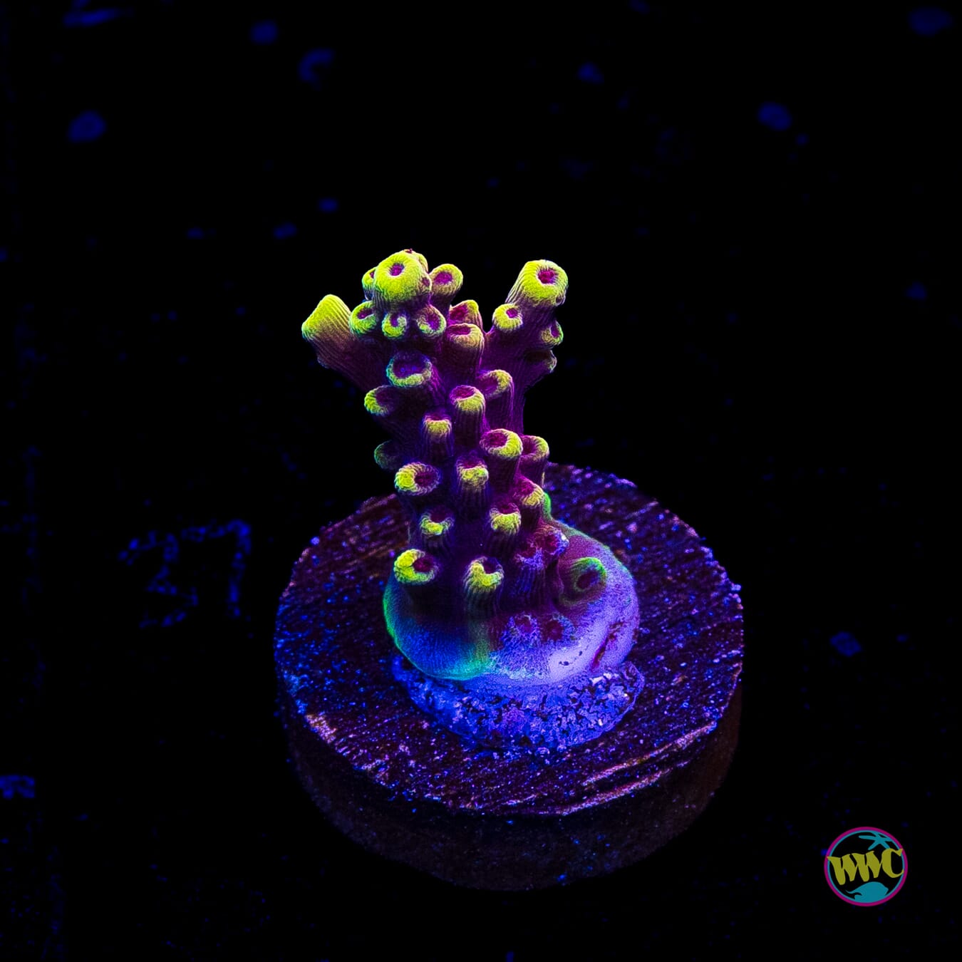 WWC Terra Red Acropora