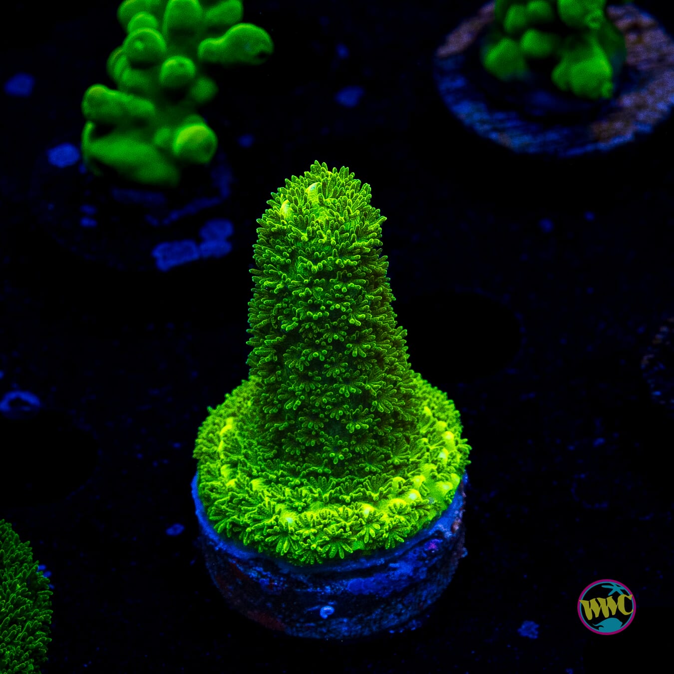 WWC Sloth Acropora