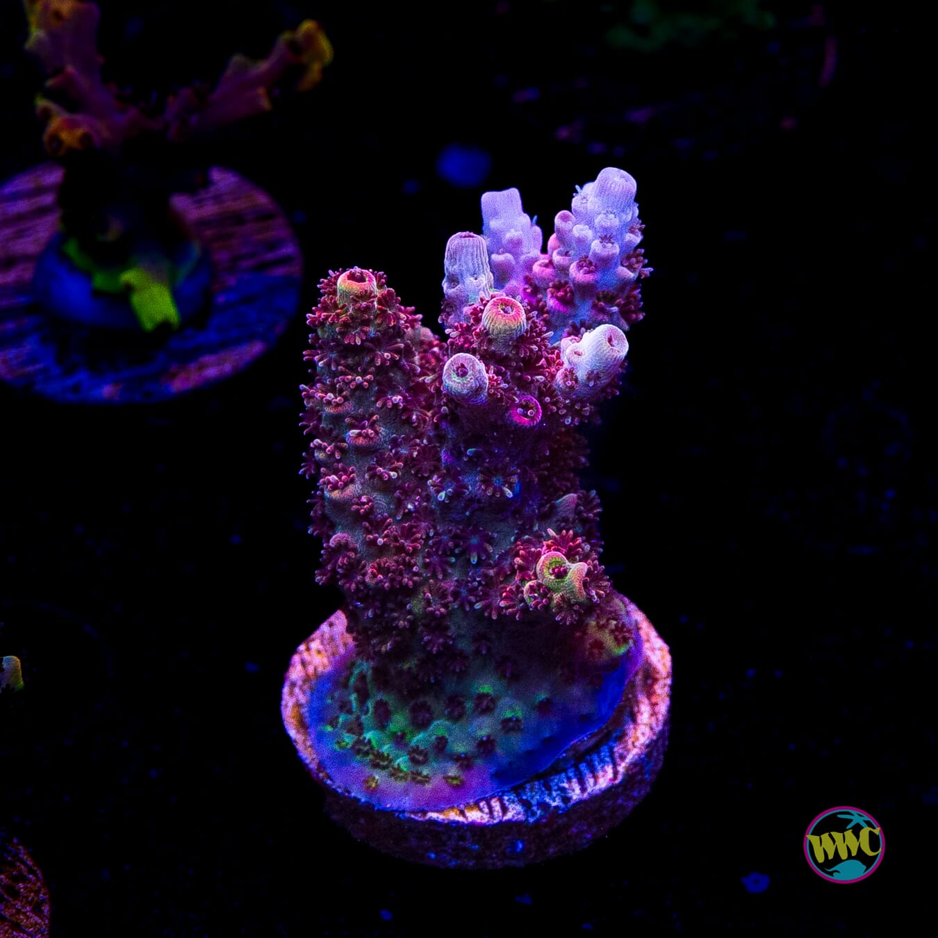 WWC Razzle Dazzle Acropora