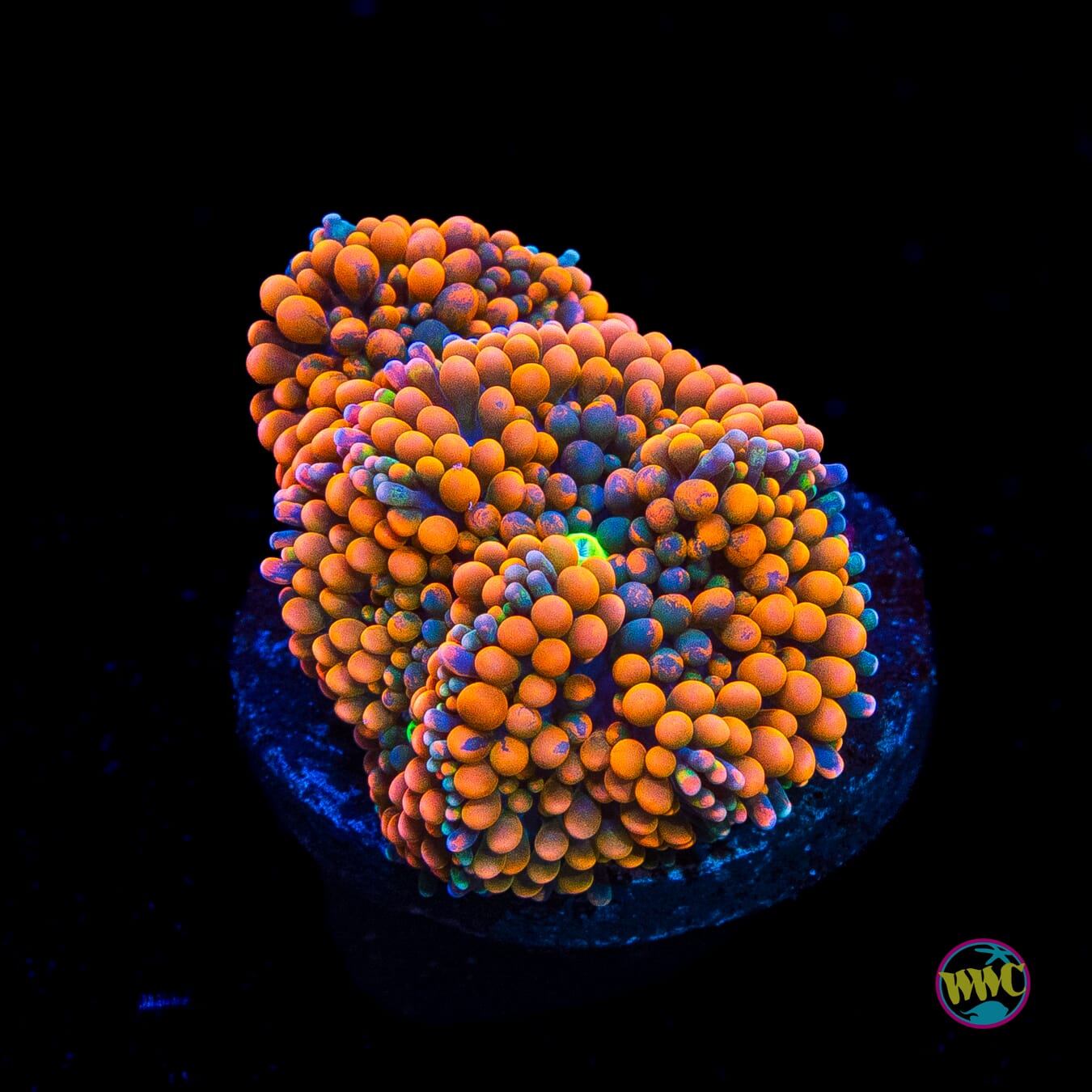 Tangerine Bliss Ricordea Mushroom