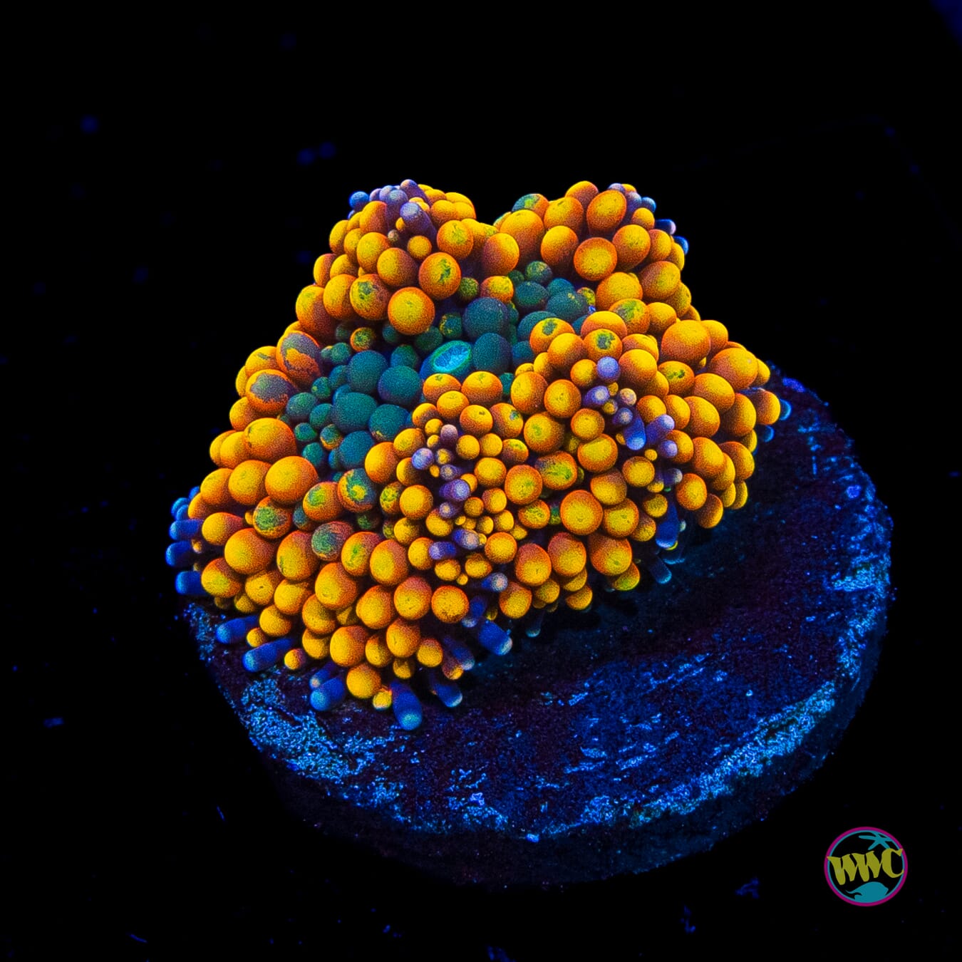 Serendipity Ricordea Mushroom