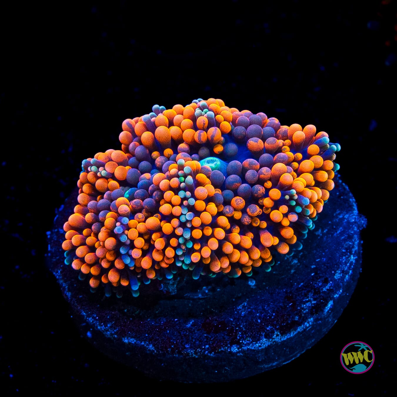 Citrus Cooler Ricordea Mushroom