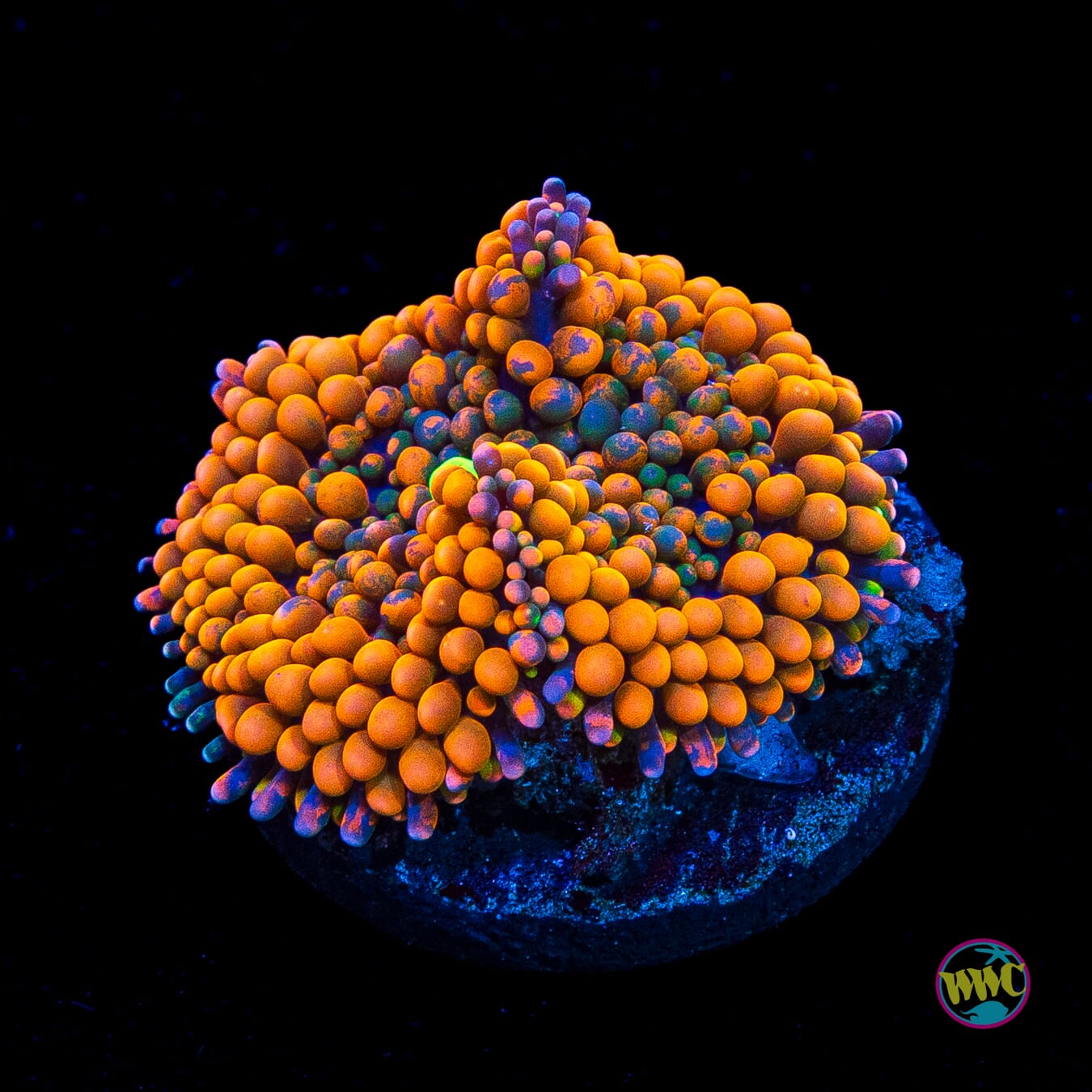Citrus Cooler Ricordea Mushroom