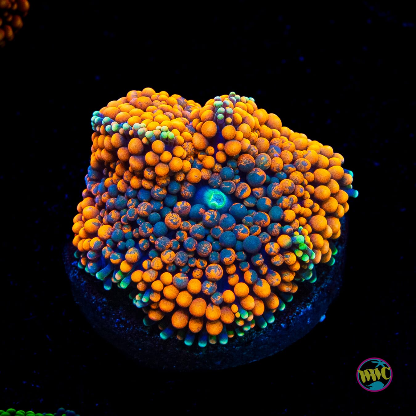 Citrus Cooler Ricordea Mushroom
