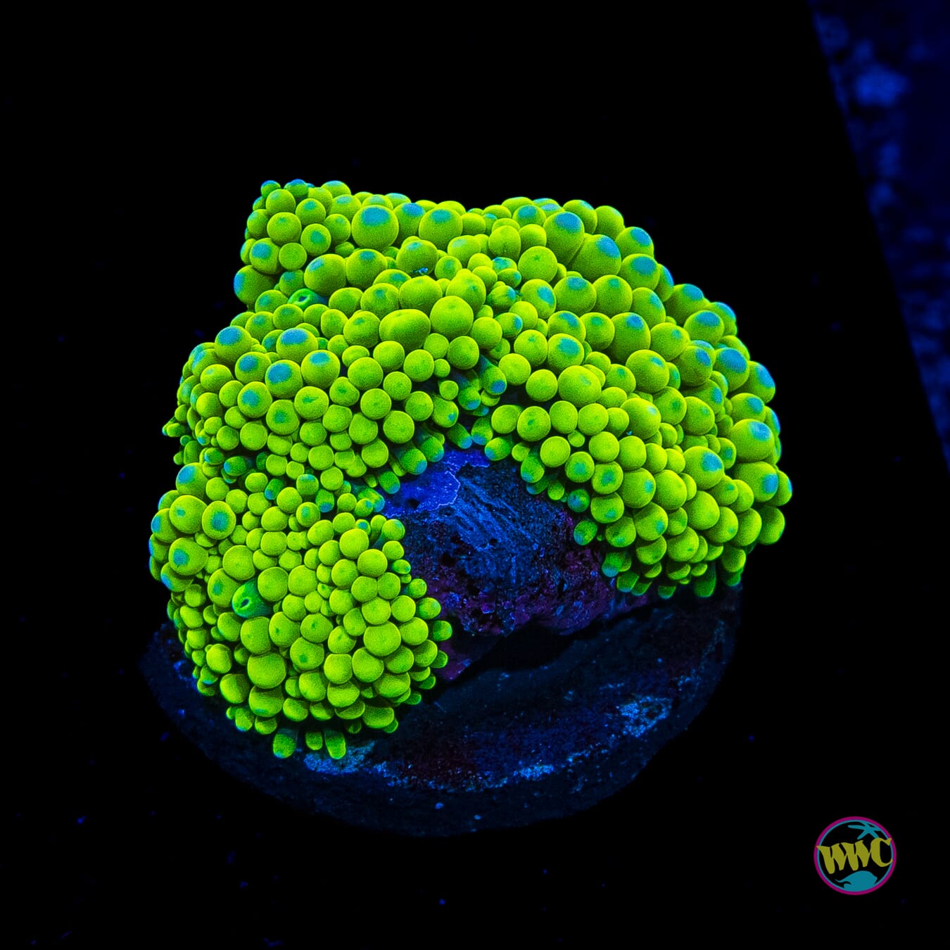 Toxic Willy Ricordea Mushroom