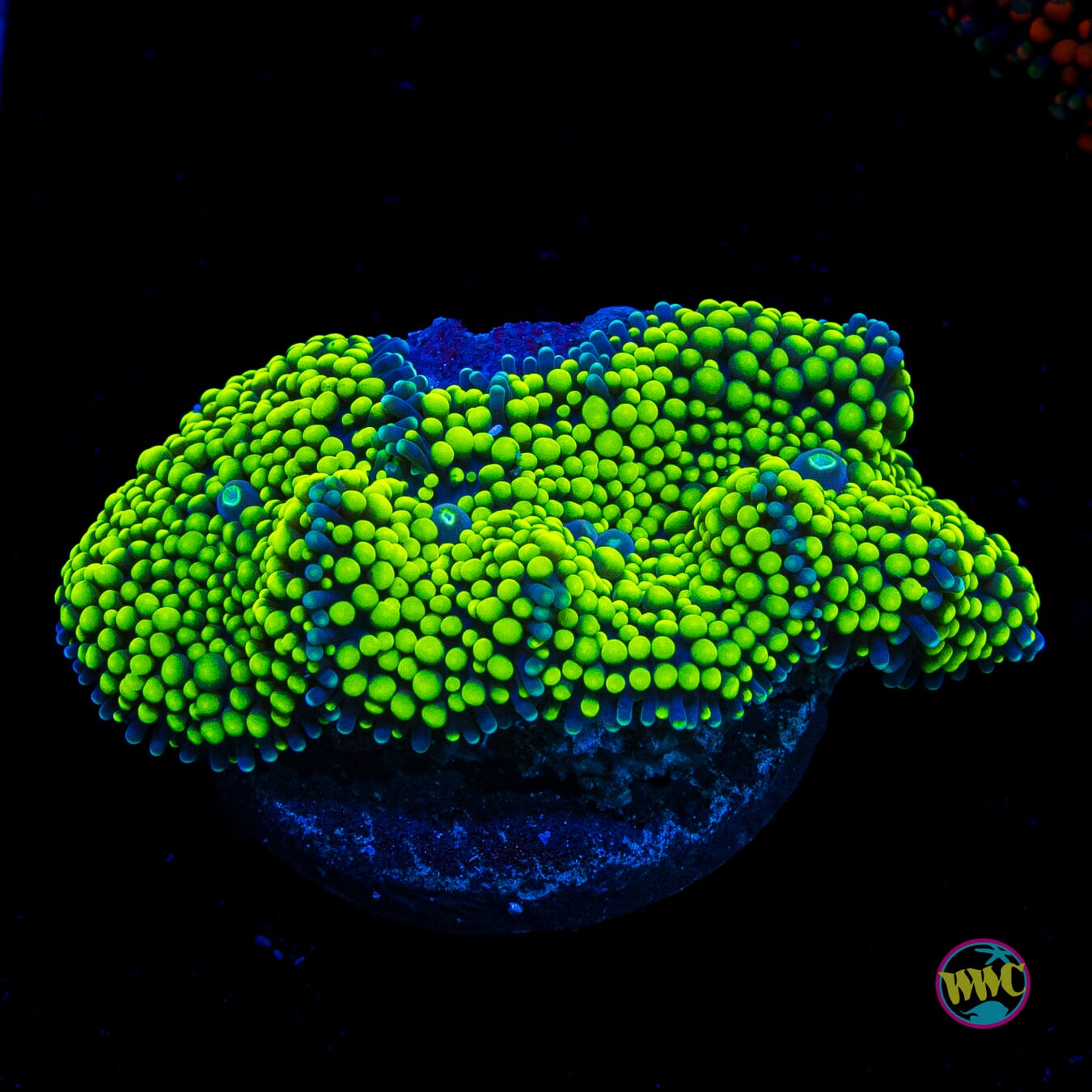 Toxic Willy Ricordea Mushroom
