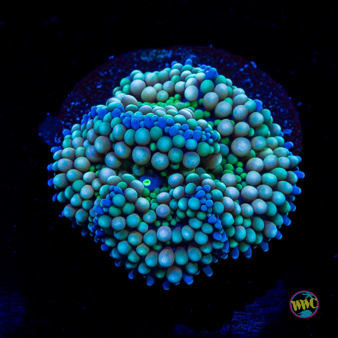 Pastel Ricordea Mushroom