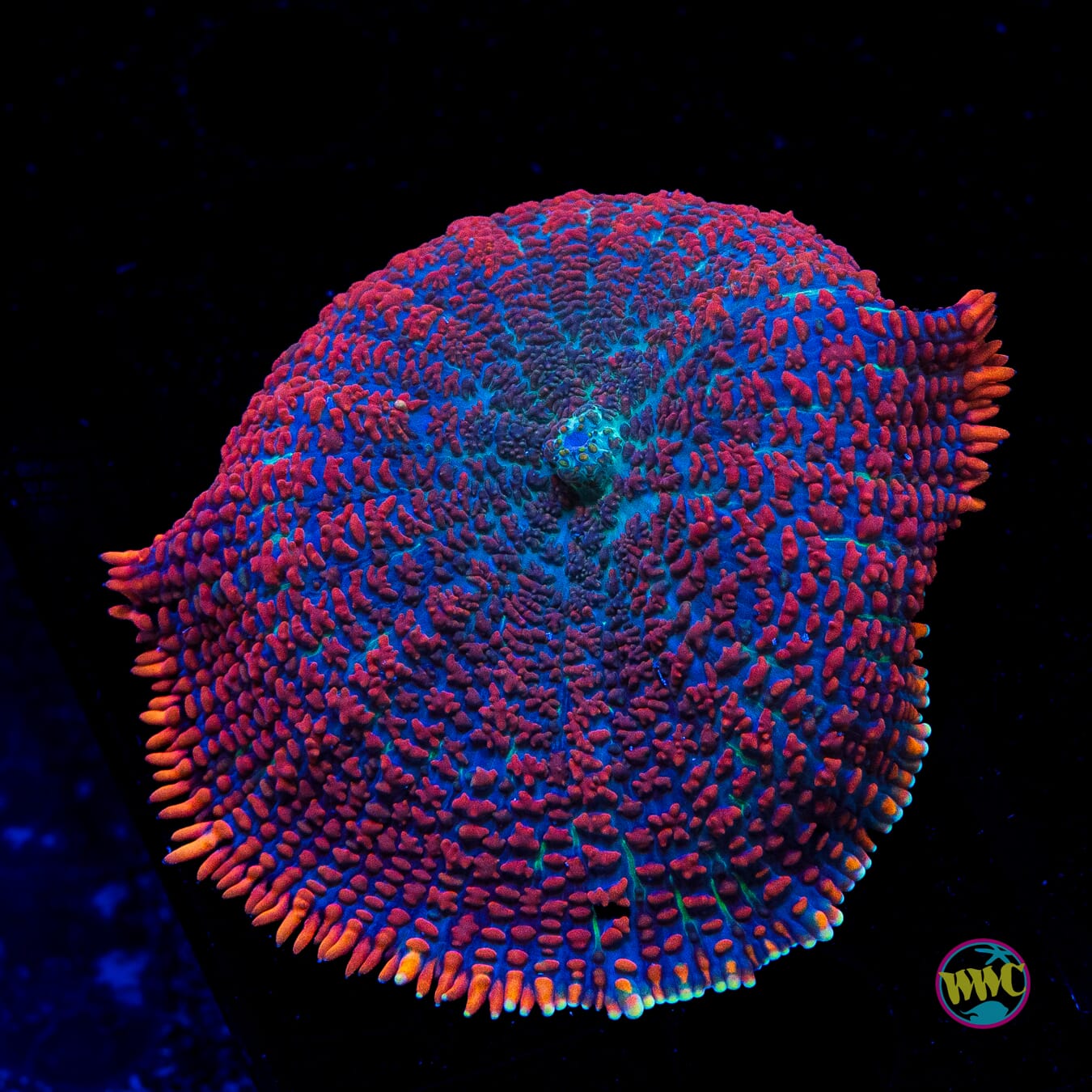 Superman Rhodactis Mushroom