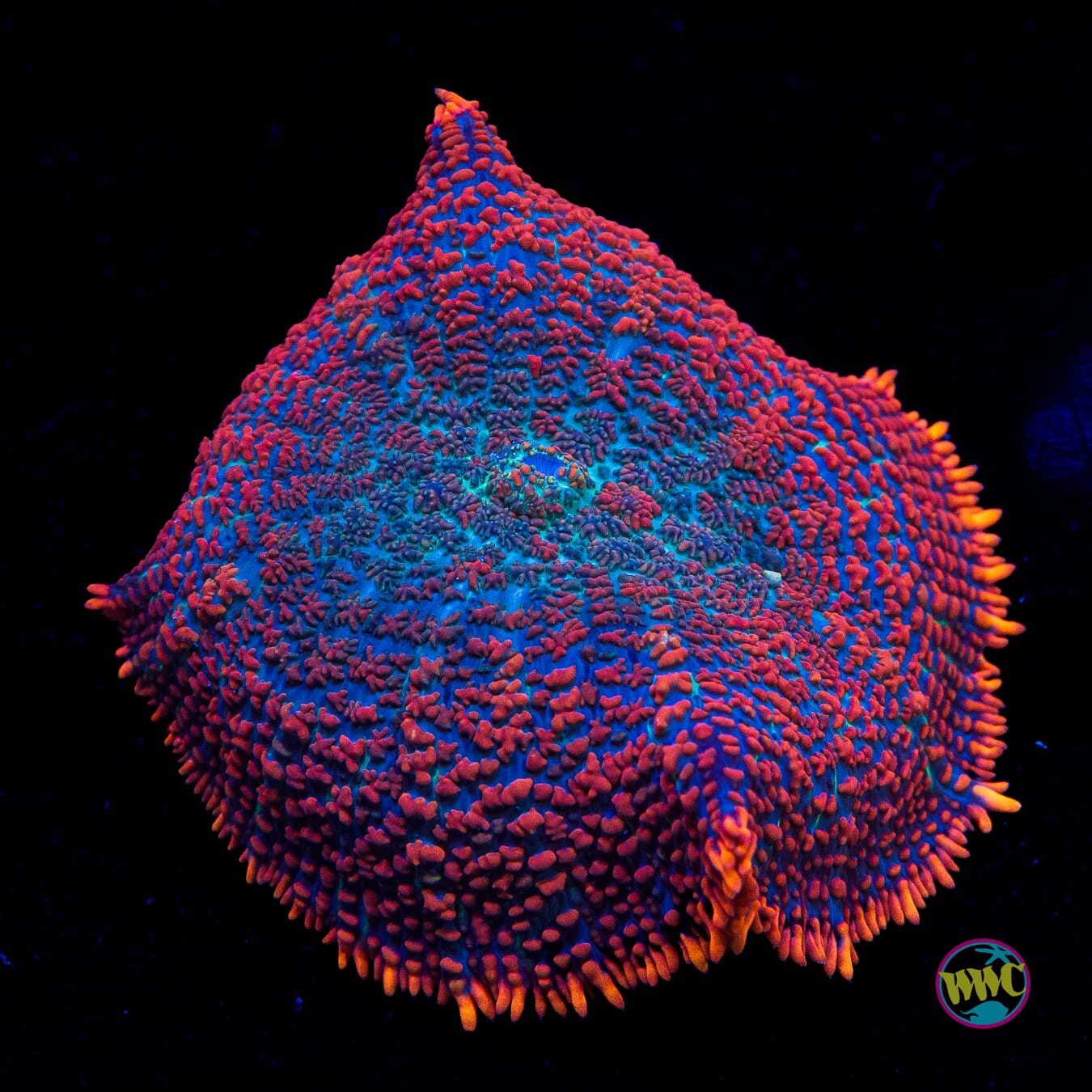 Superman Rhodactis Mushroom