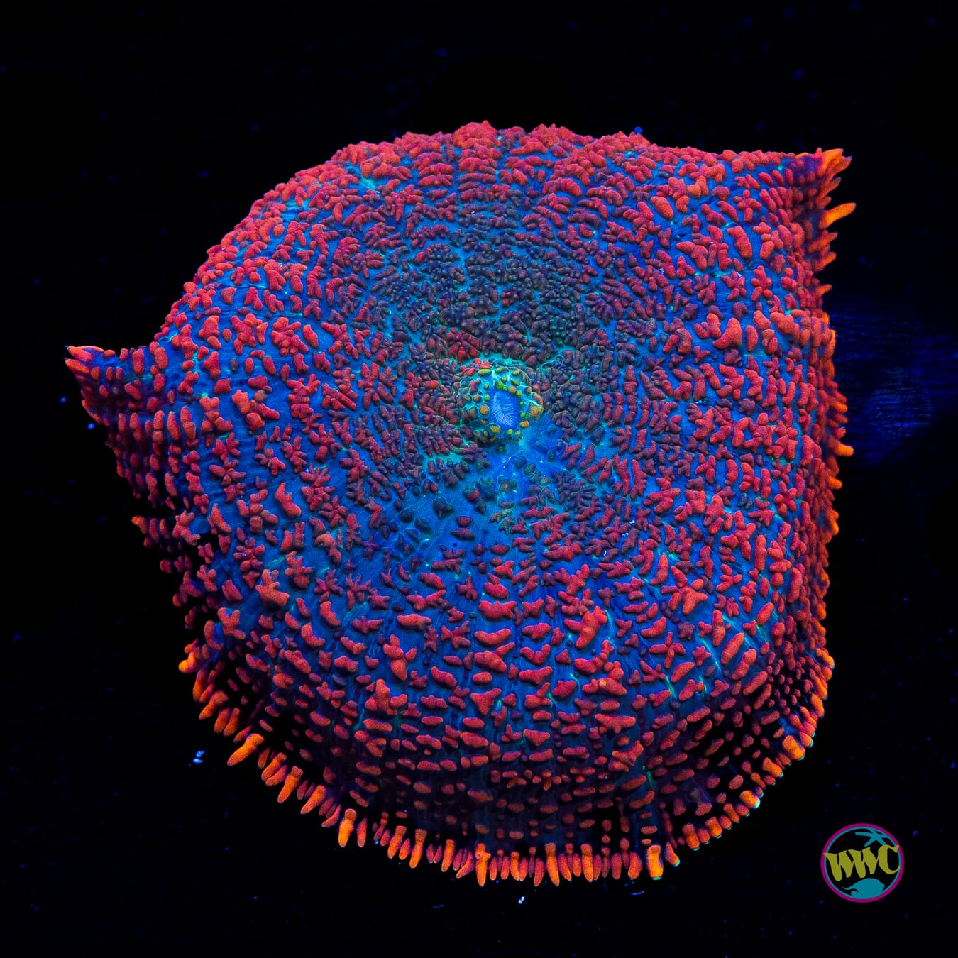 Superman Rhodactis Mushroom