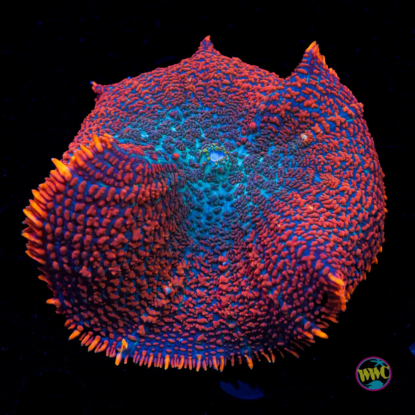Superman Rhodactis Mushroom