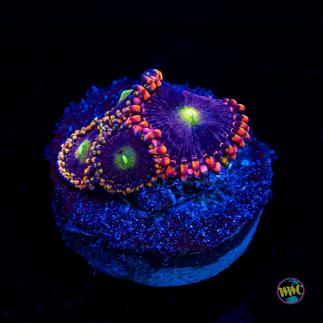 Anti Matter Zoanthids