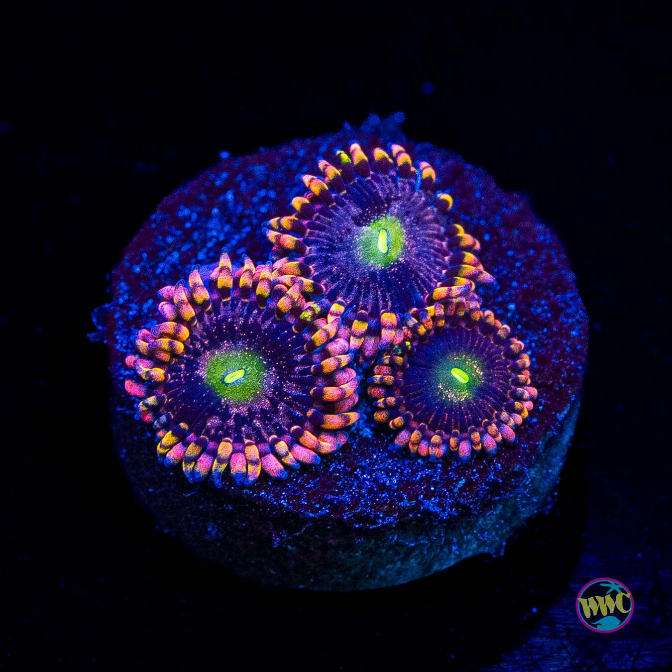 Anti Matter Zoanthids