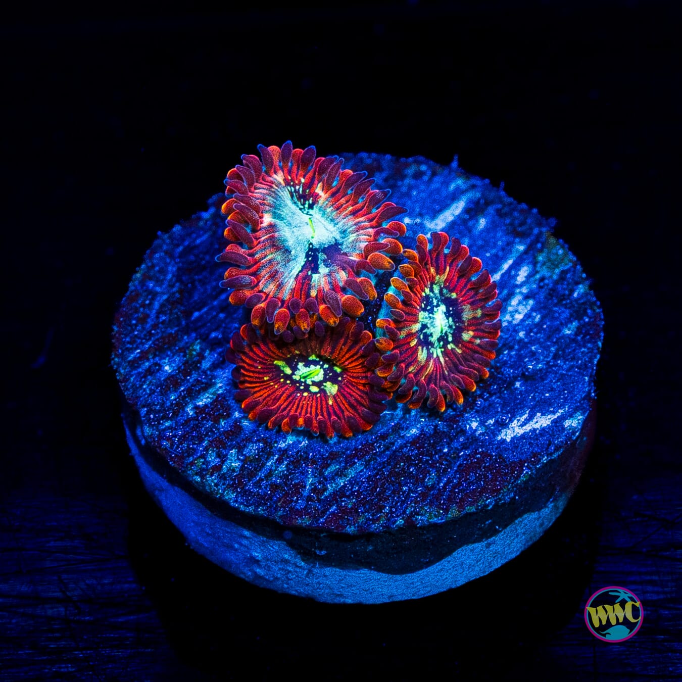 WWC Warlock Zoanthids