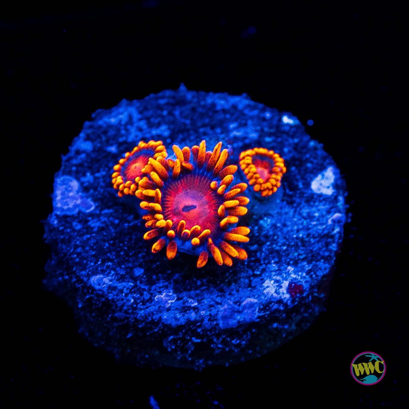 Bam Bamz Zoanthids