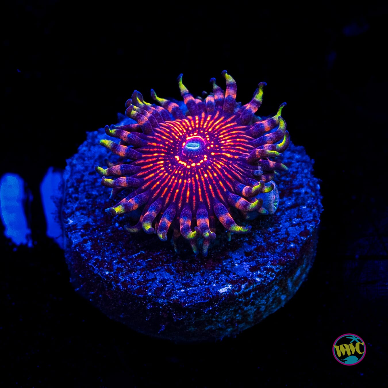 ARC Nightcrawler Zoanthid