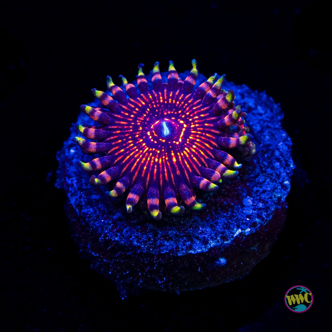 ARC Nightcrawler Zoanthid