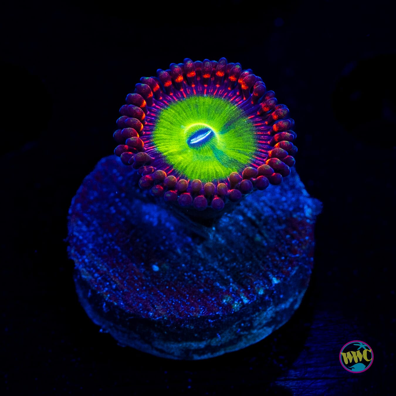 Candy Apple Red Zoanthids