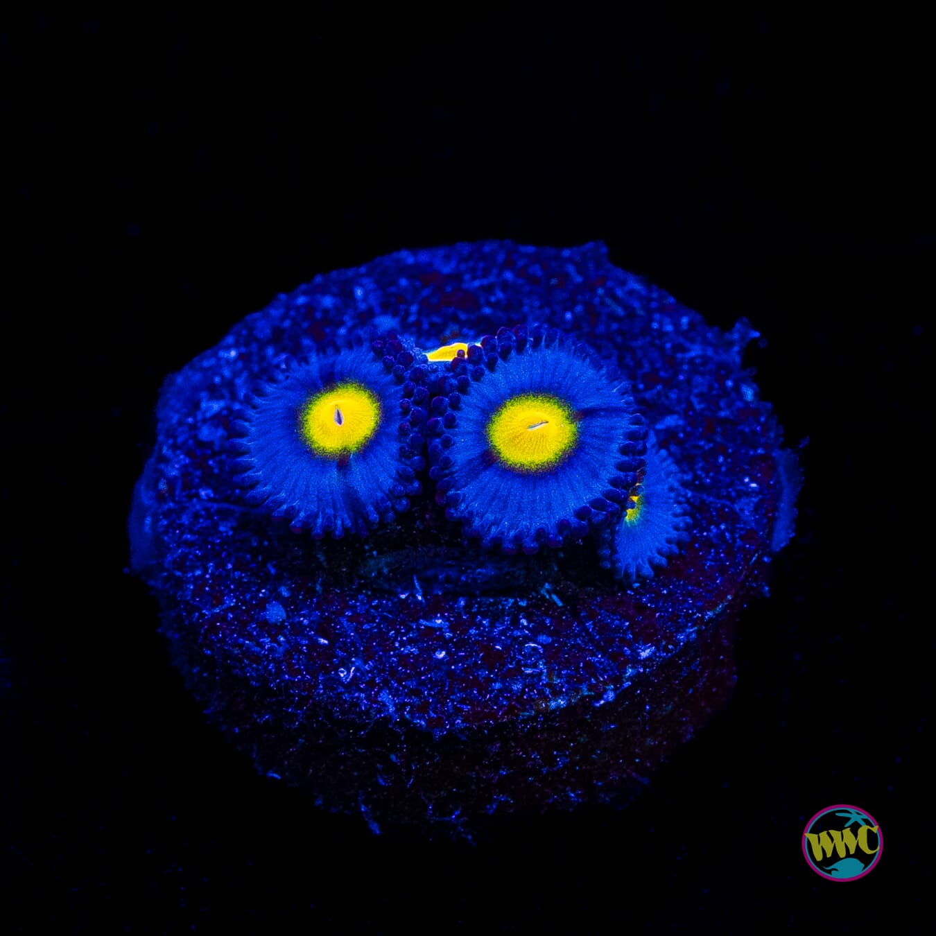 WWC AOI Zoanthids