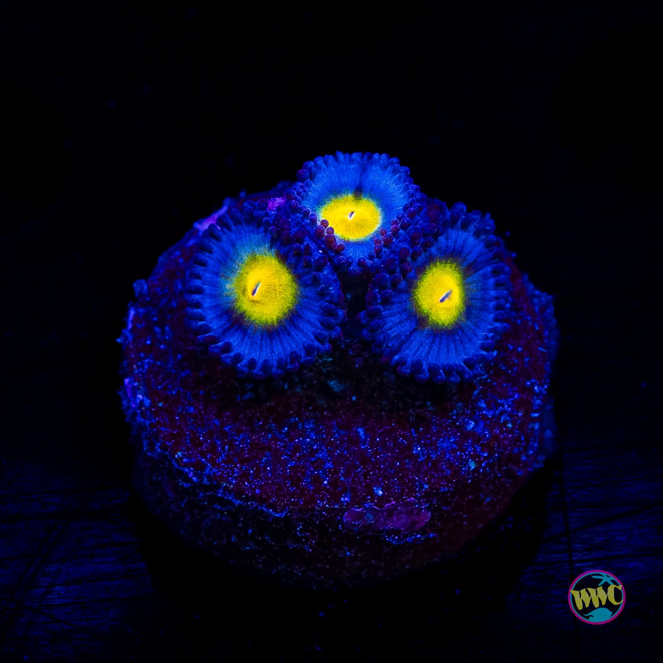 WWC AOI Zoanthids
