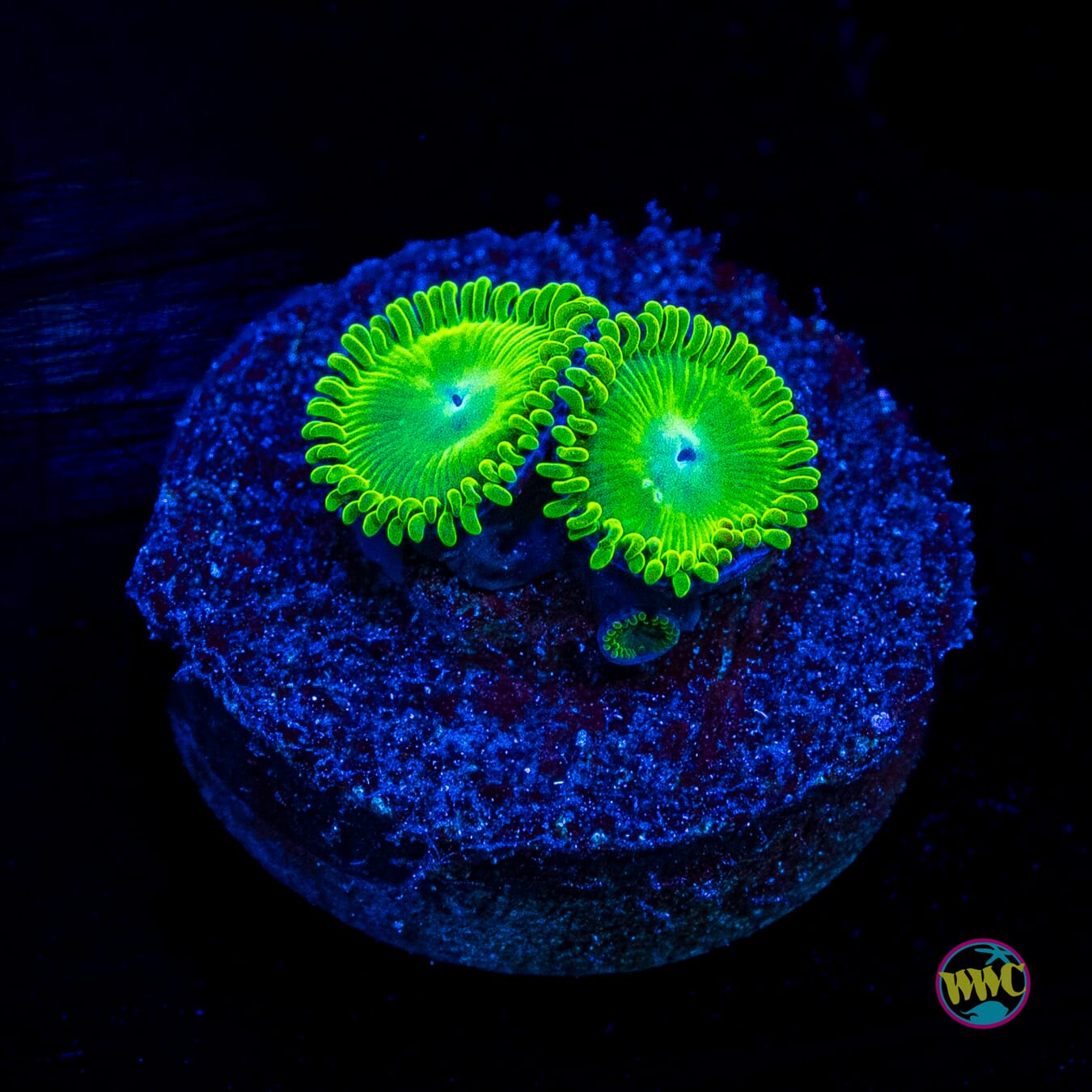 WWC Toxic Tonic Zoanthids