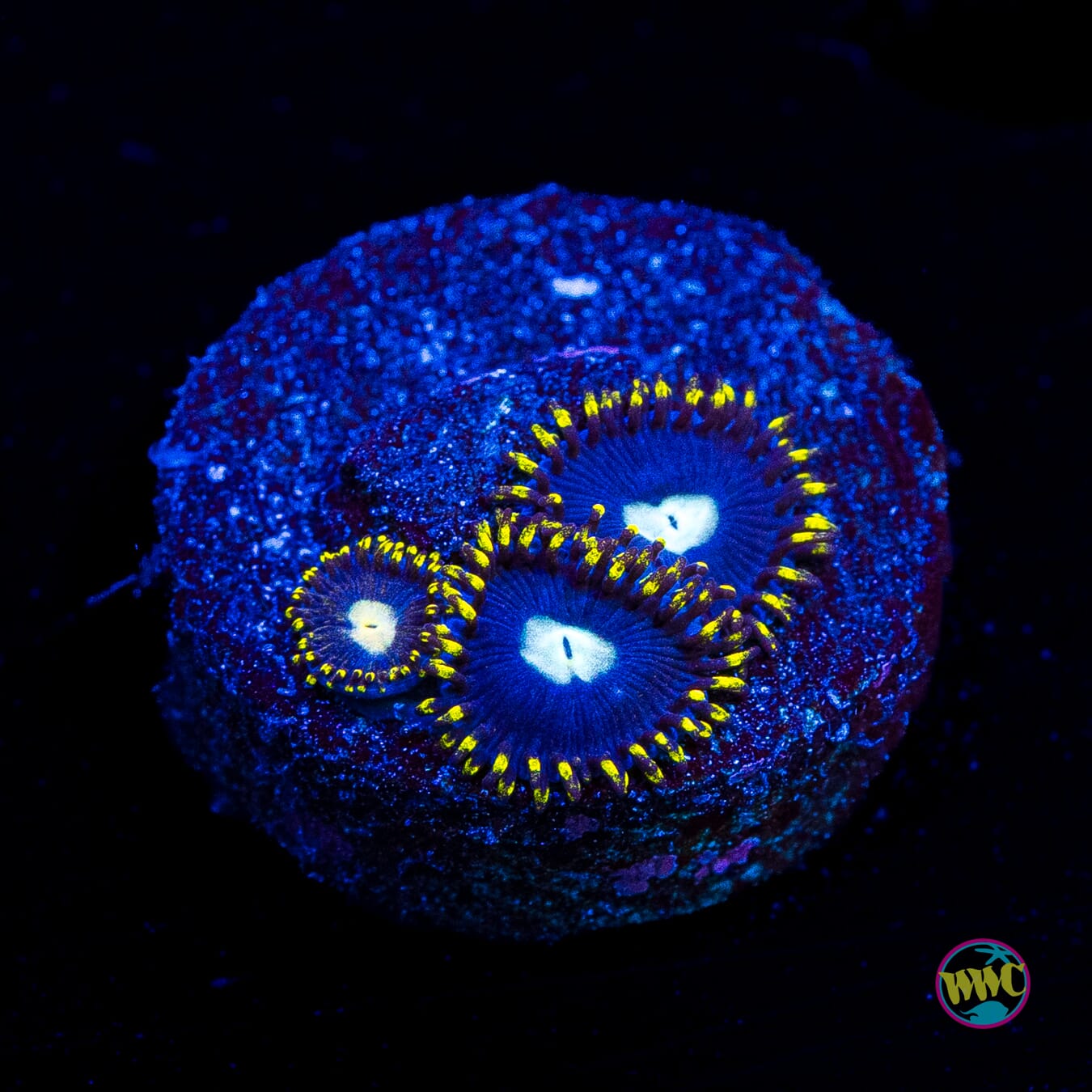 WWC Crown Royal Zoanthids