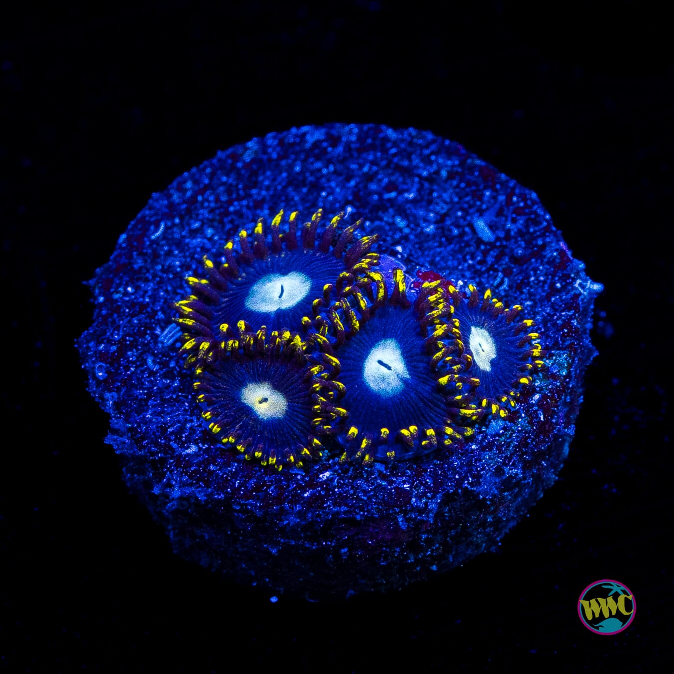 WWC Crown Royal Zoanthids