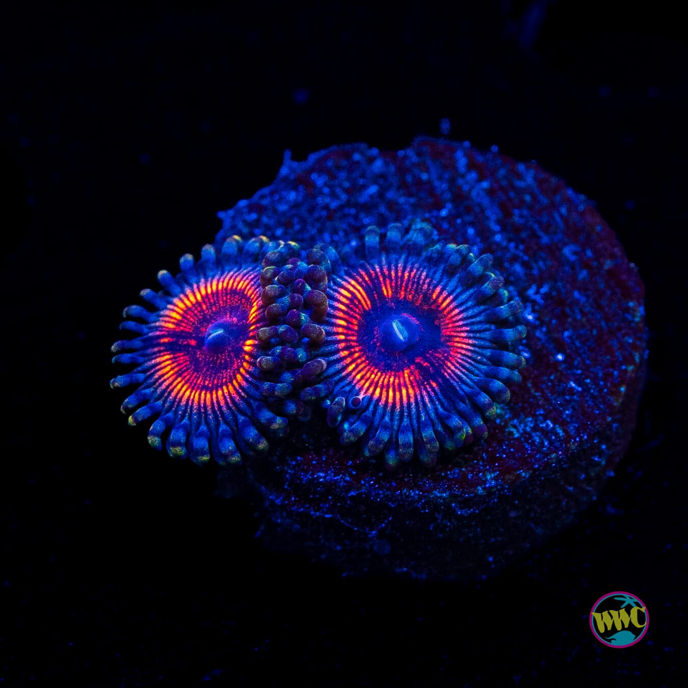 Armor of God Zoanthids