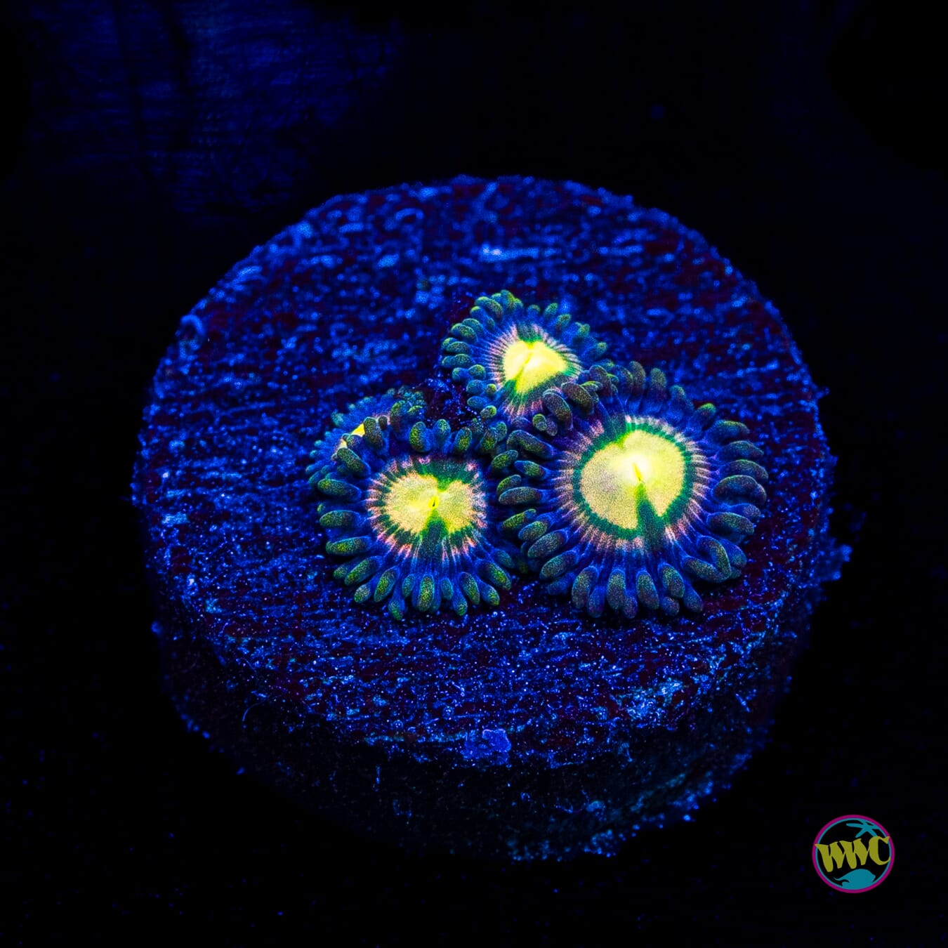 WWC Mystic Moon Zoanthids