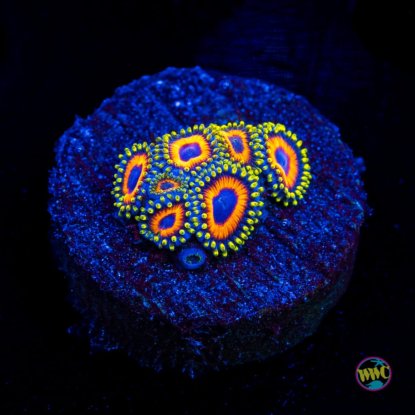 Eagle Eye Zoanthids