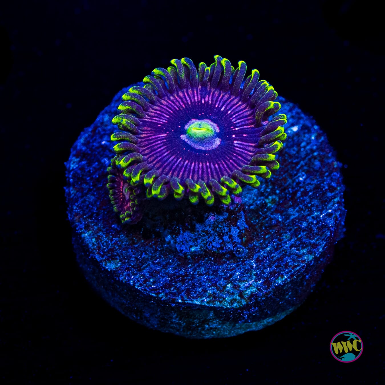 WWC Black Orchid Zoanthids