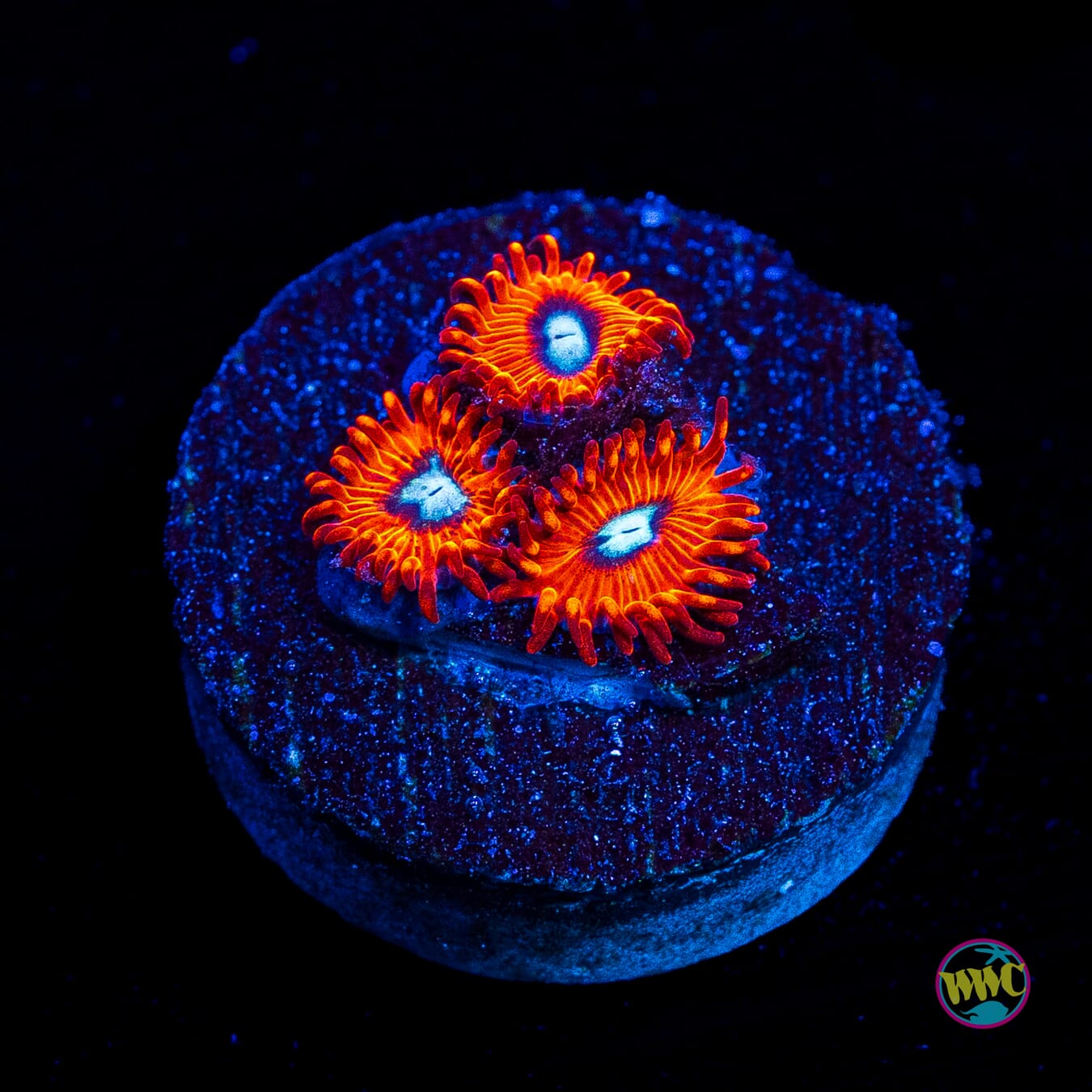 Charmanderz Zoanthids