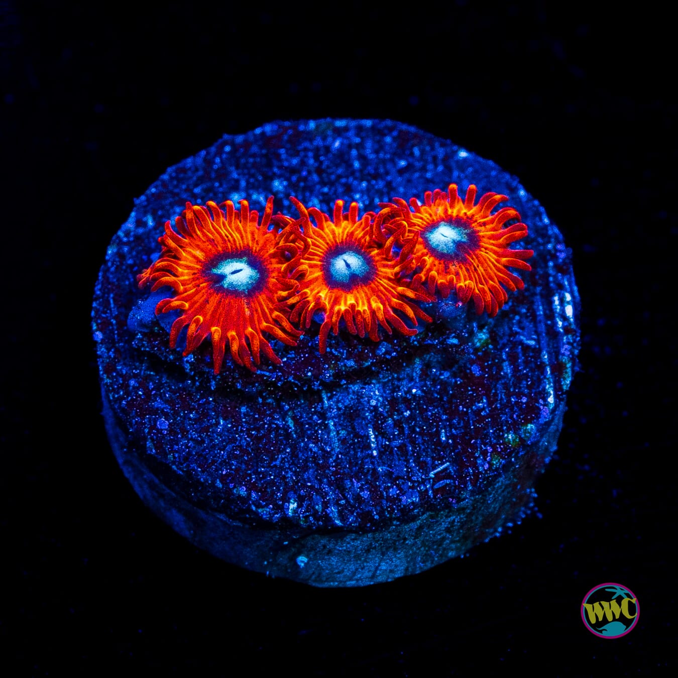 Charmanderz Zoanthids