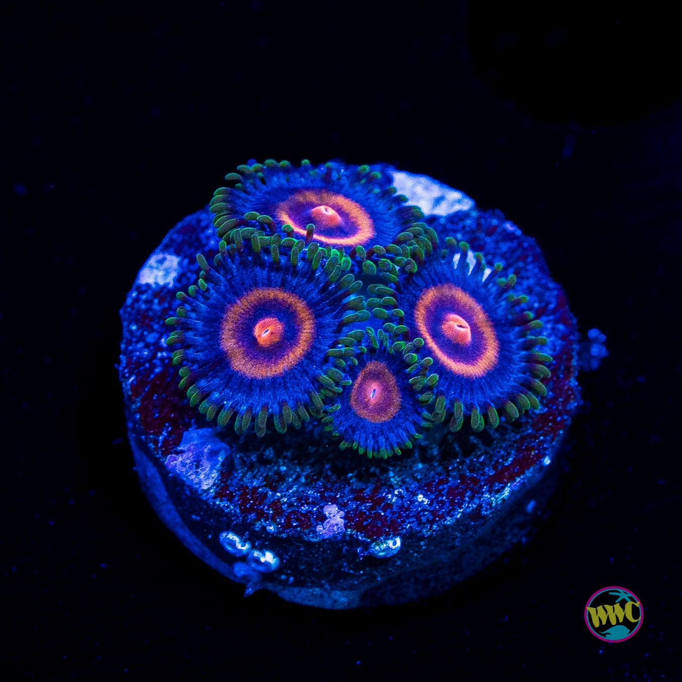 Supergirls Zoanthids