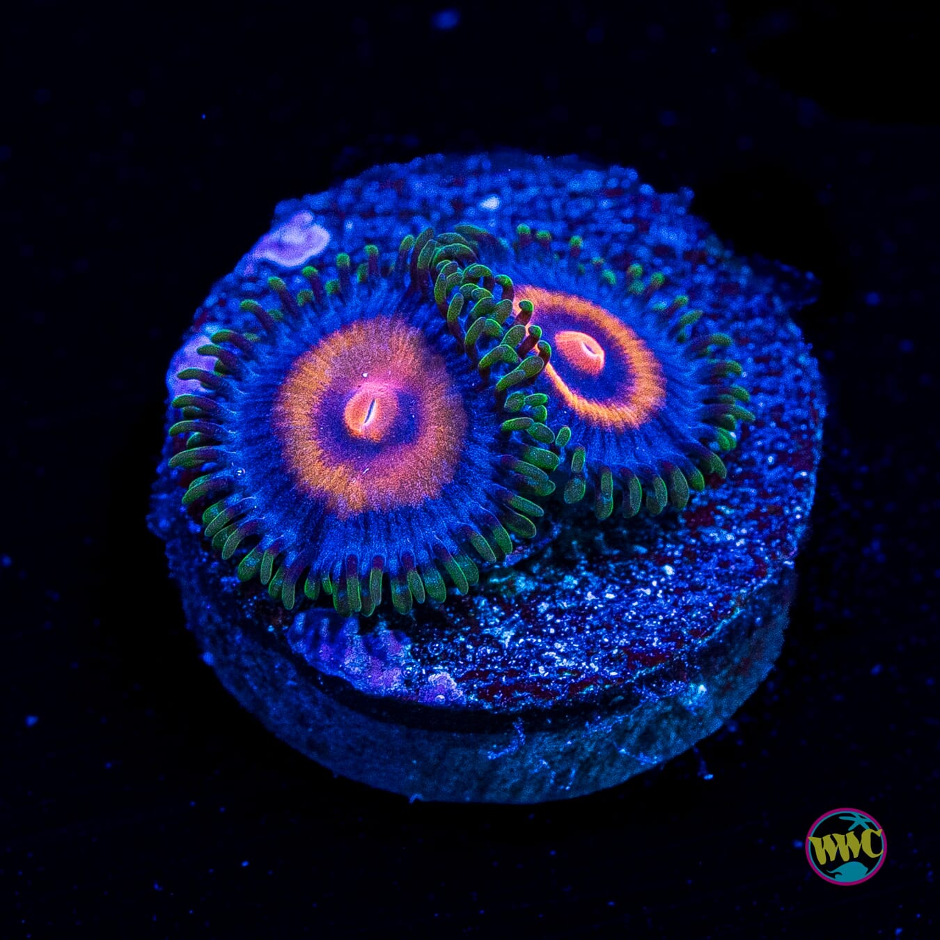 Supergirls Zoanthids