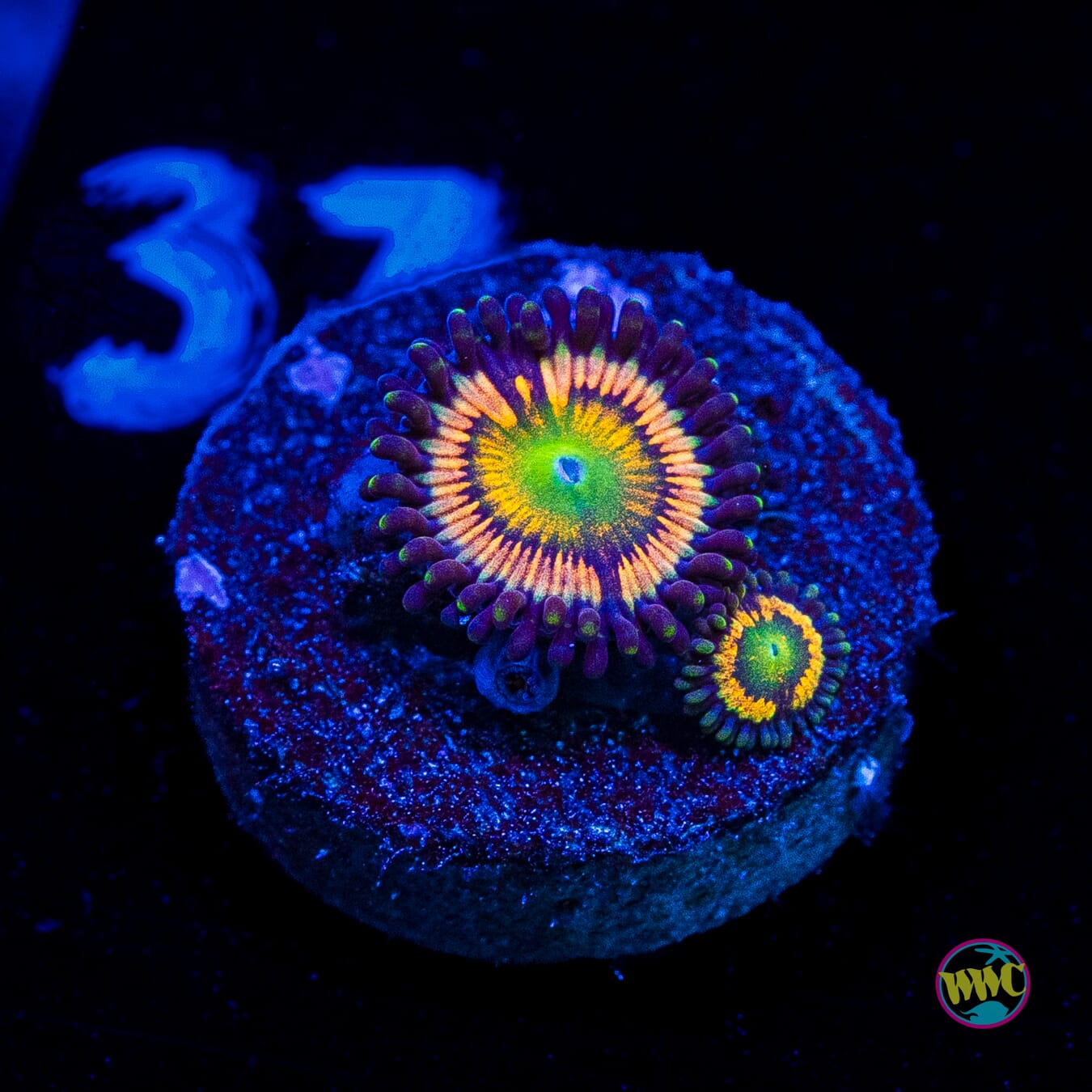 Citrus Cooler Zoanthids