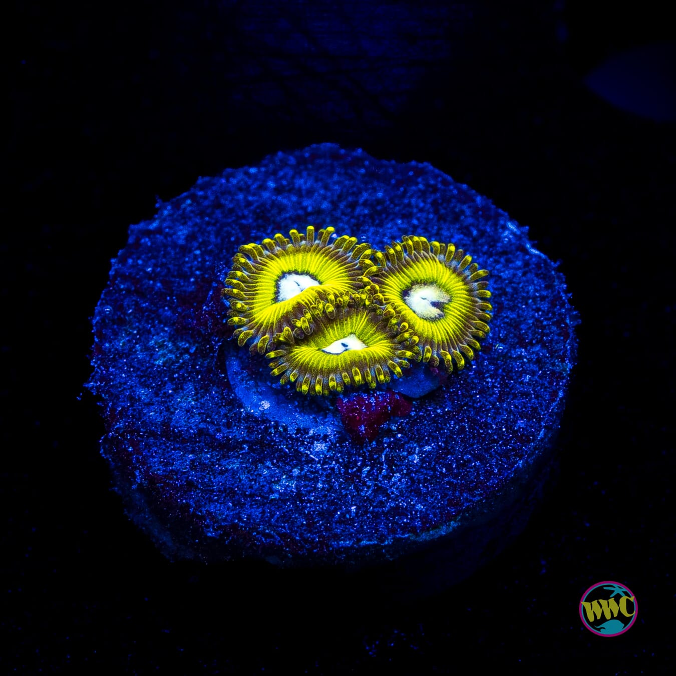 Pikachuz Zoanthids