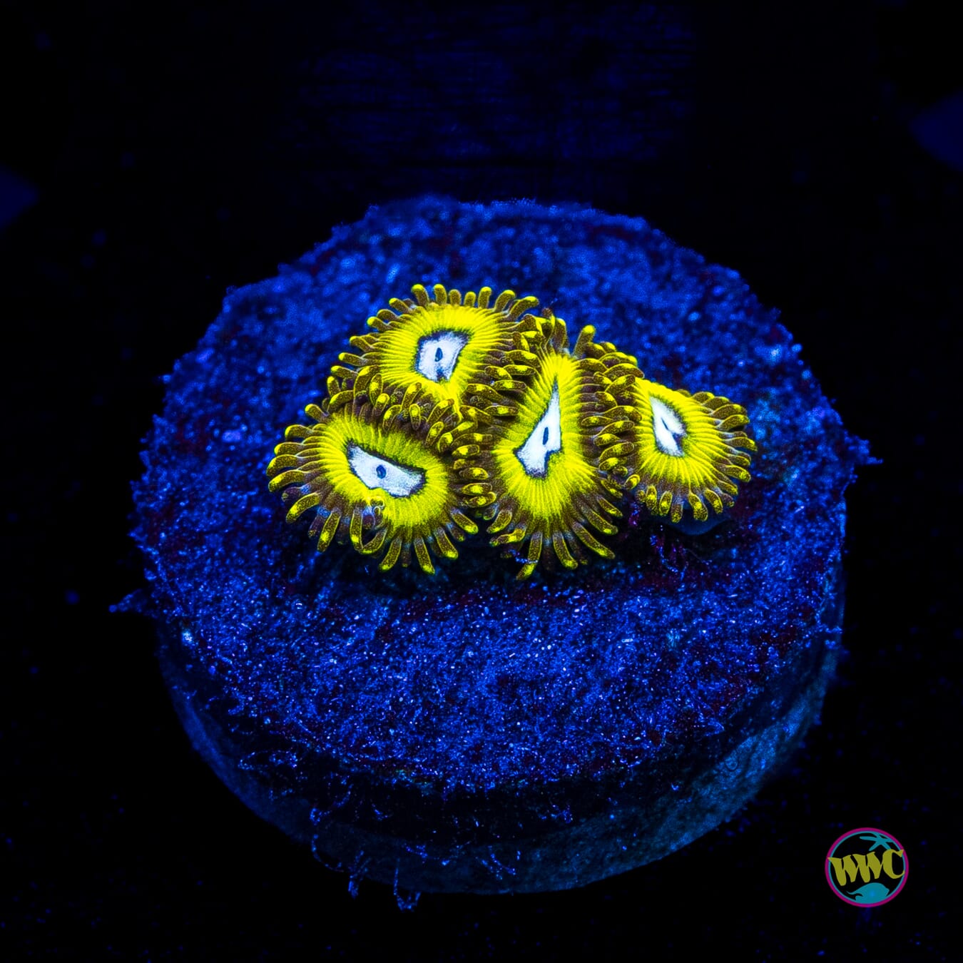 Pikachuz Zoanthids
