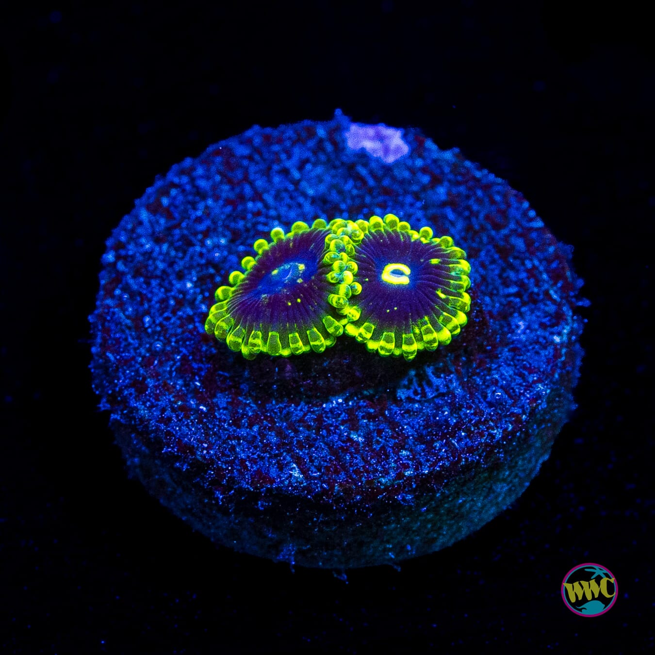 Exosphere Zoanthids