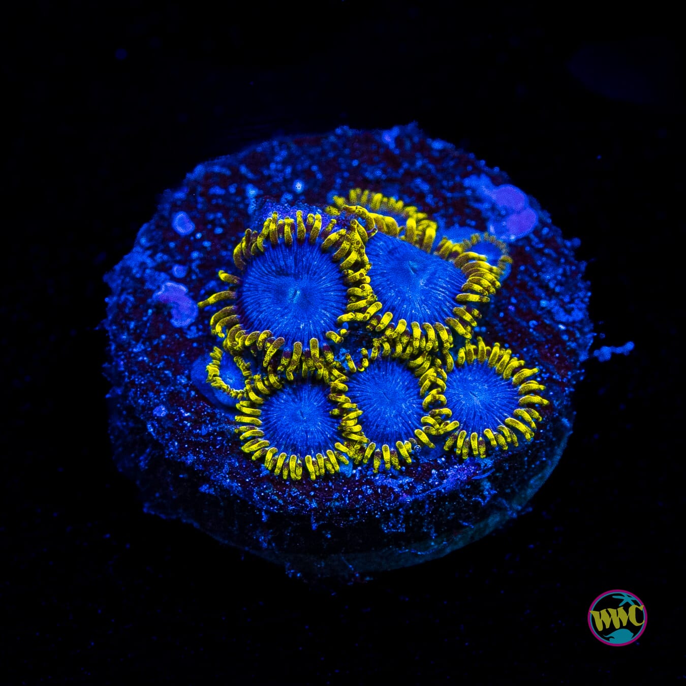 WWC Blue Angel Zoanthids