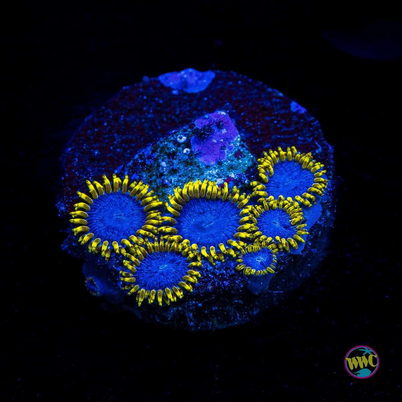 WWC Blue Angel Zoanthids