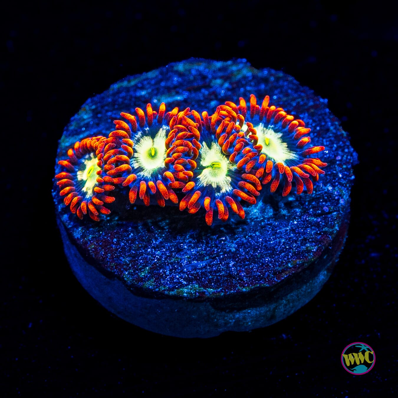 WWC Alpha Omega Zoanthids