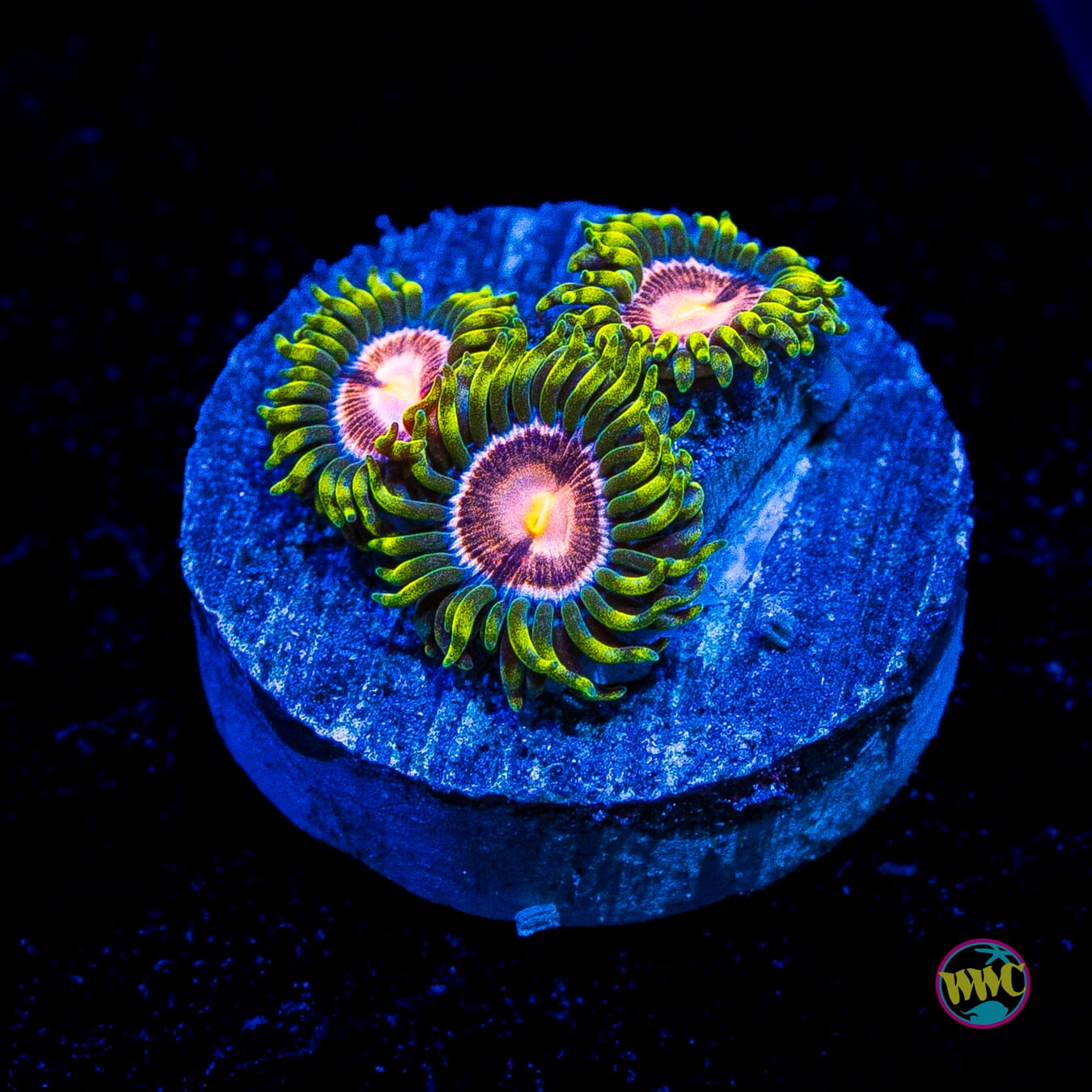 WWC Sweet Tooth Zoanthids