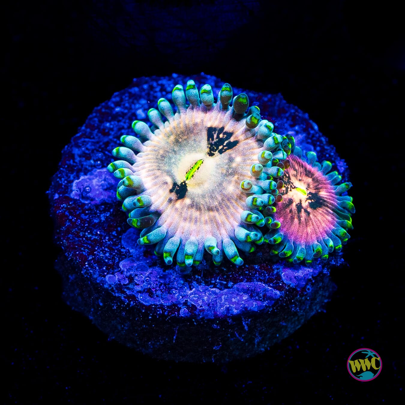 Hawaiian Ding Dang Zoanthids