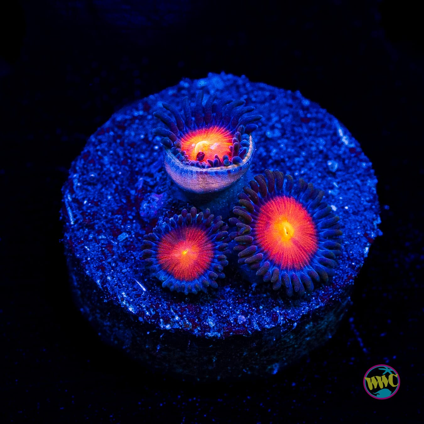WWC Burning Mans Zoanthids