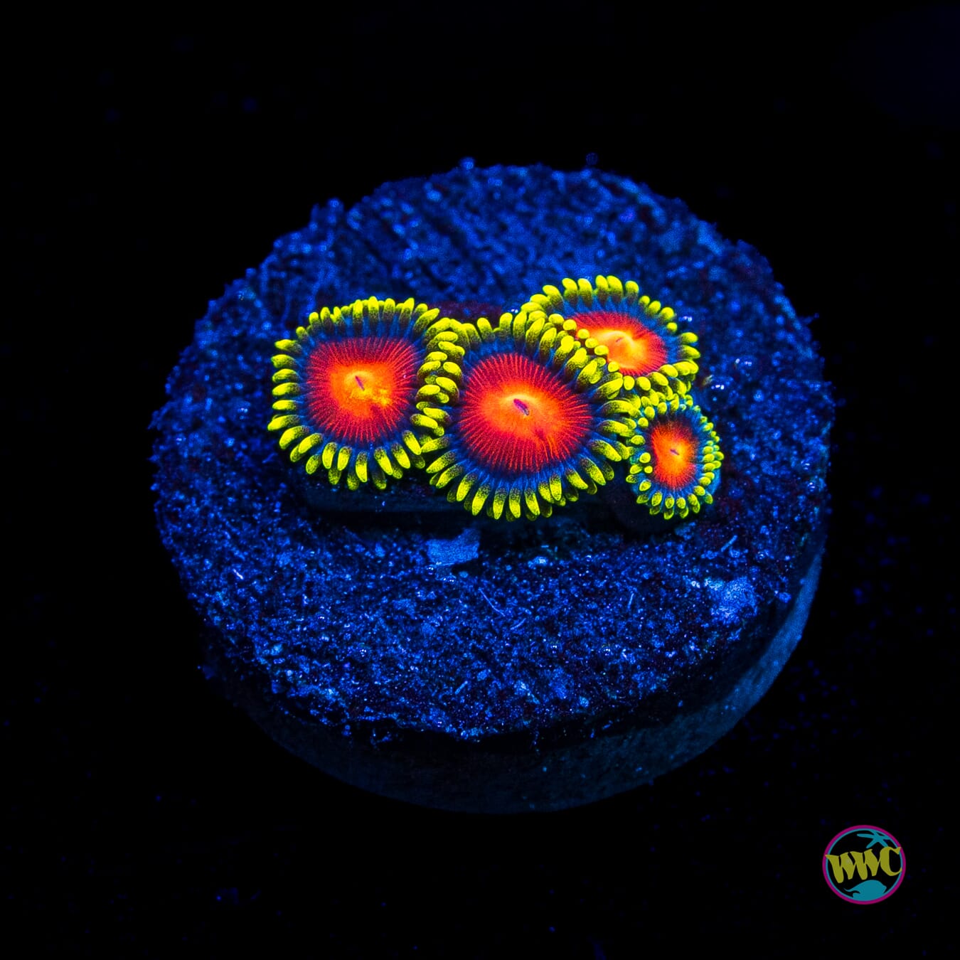WWC Rising Sun Zoanthids