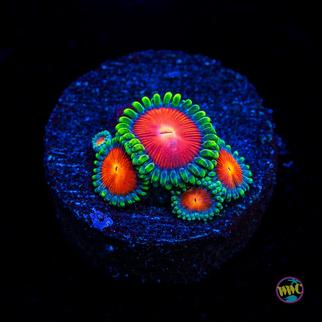 WWC Elemental Fury Zoanthids
