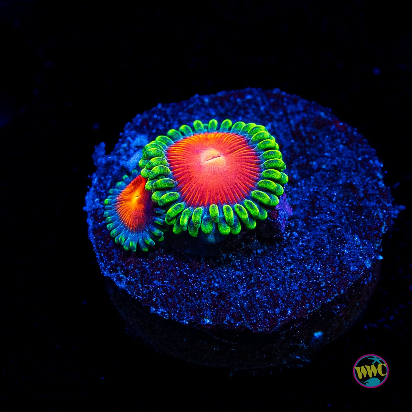 WWC Elemental Fury Zoanthids